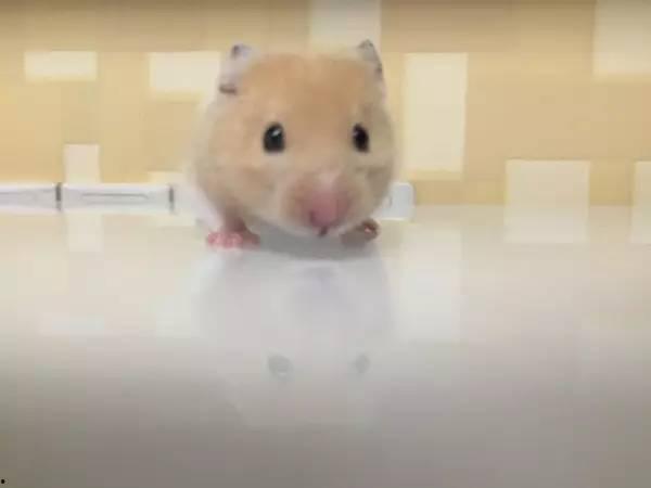 仓鼠变成人故事视频大全,视频故事大全回顾  第1张