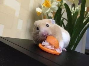 仓鼠变成人故事视频大全,视频故事大全回顾  第2张