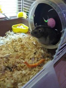 仓鼠变成人故事视频大全,视频故事大全回顾  第3张