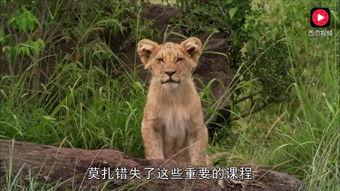 成人可爱老虎视频  第2张