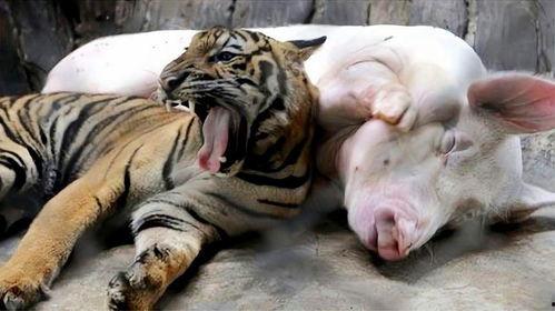 成人可爱老虎视频  第3张